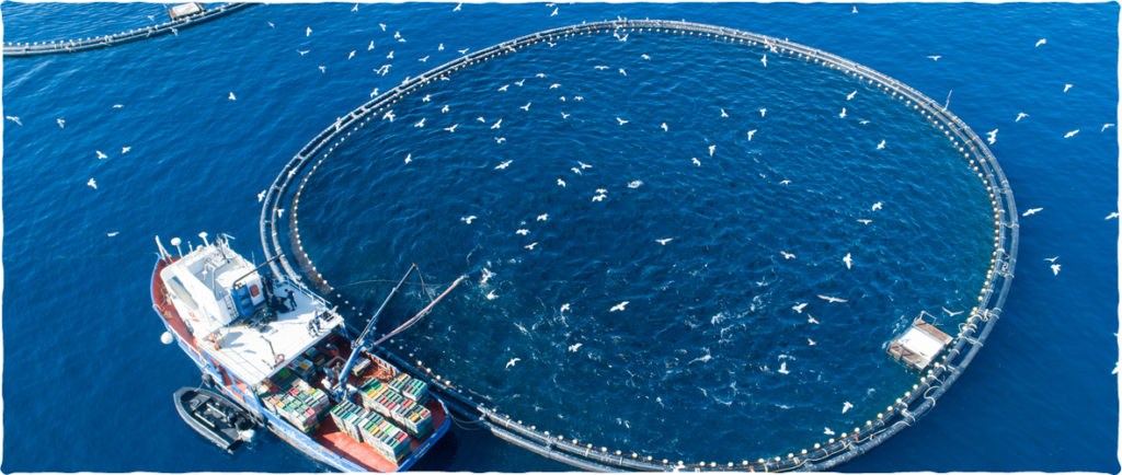 マグロの養殖