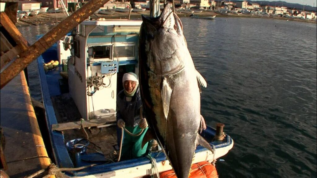 マグロの大きさ