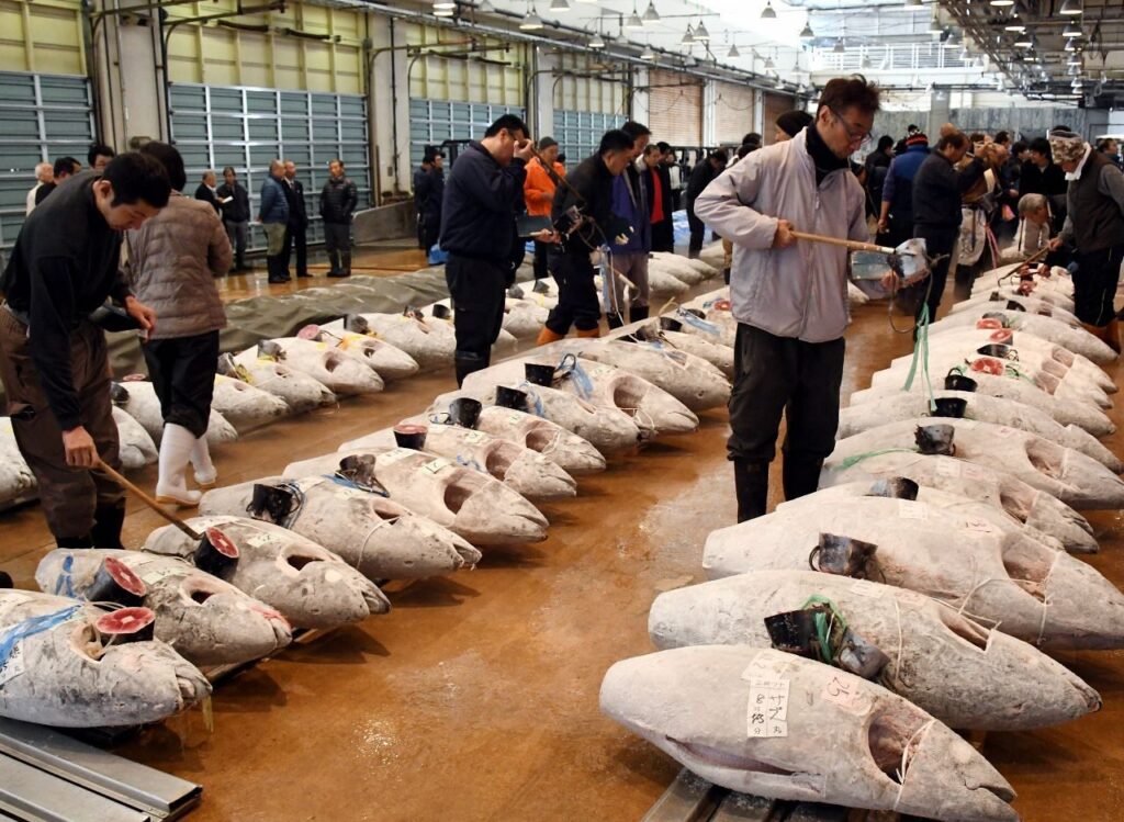 マグロ市場