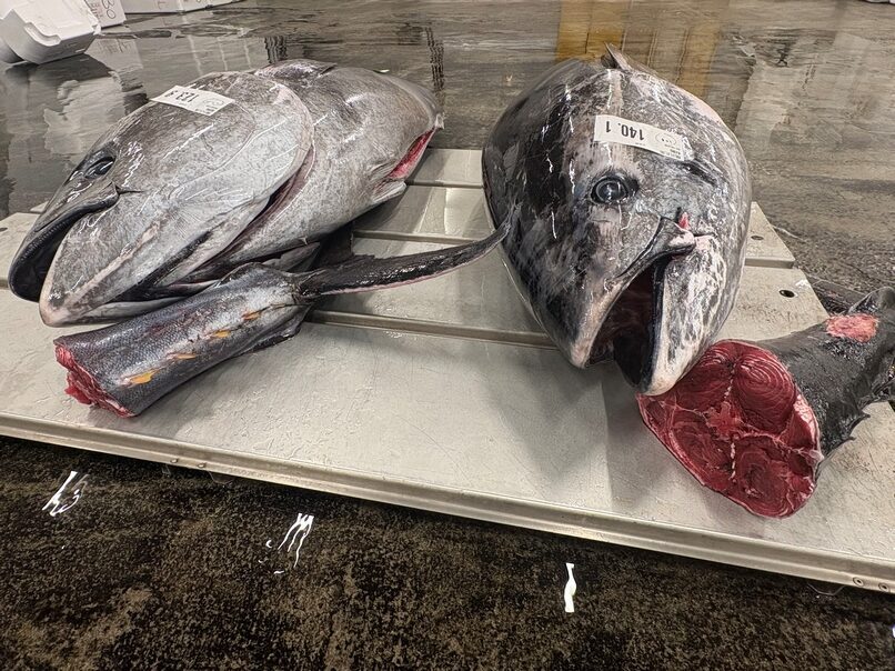 マグロの丸魚