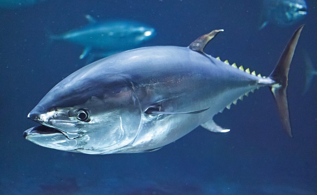 マグロの生態を徹底解説｜泳ぎ続ける理由から種類・回遊ルートまで