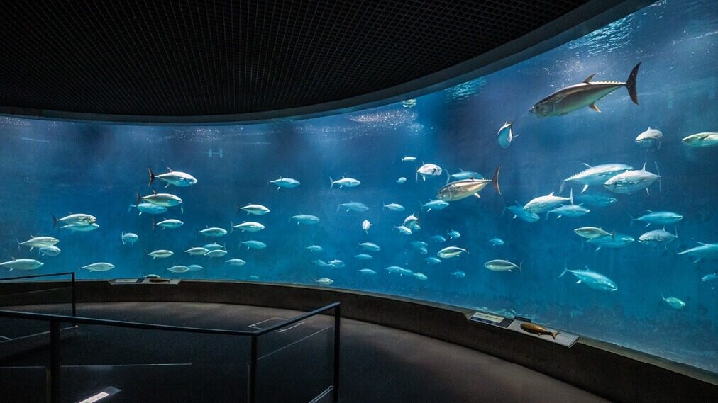マグロは止まったら本当に死ぬのか。あの話、どこまで本当？
