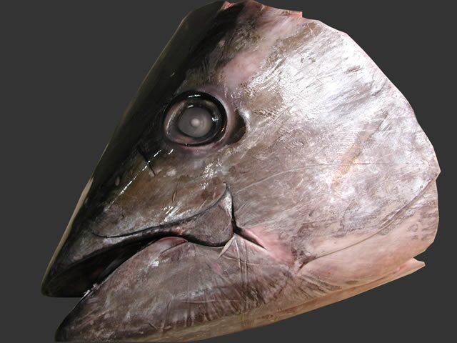 マグロカマ